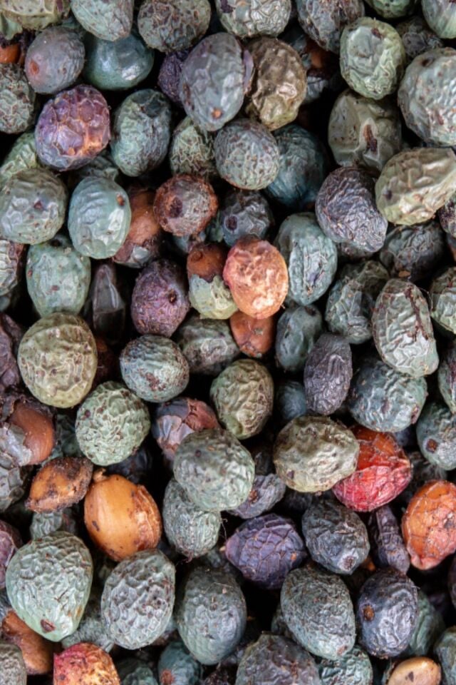 Menengiç Çitlembik Ağacı Fidanı 2 Yaş