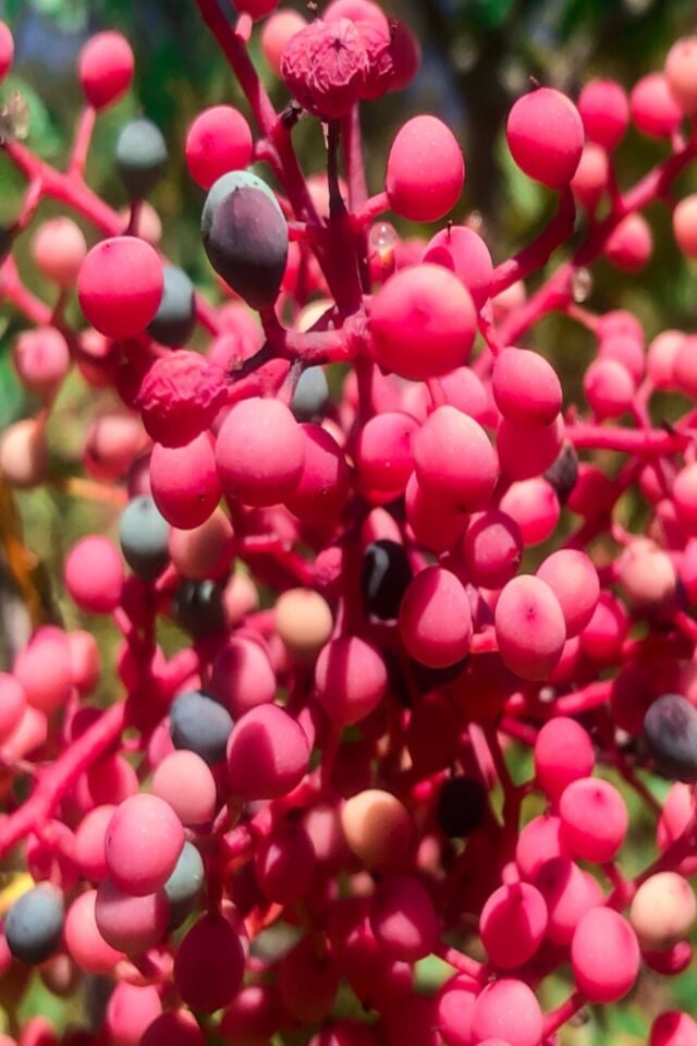 Menengiç Çitlembik Ağacı Fidanı 2 Yaş