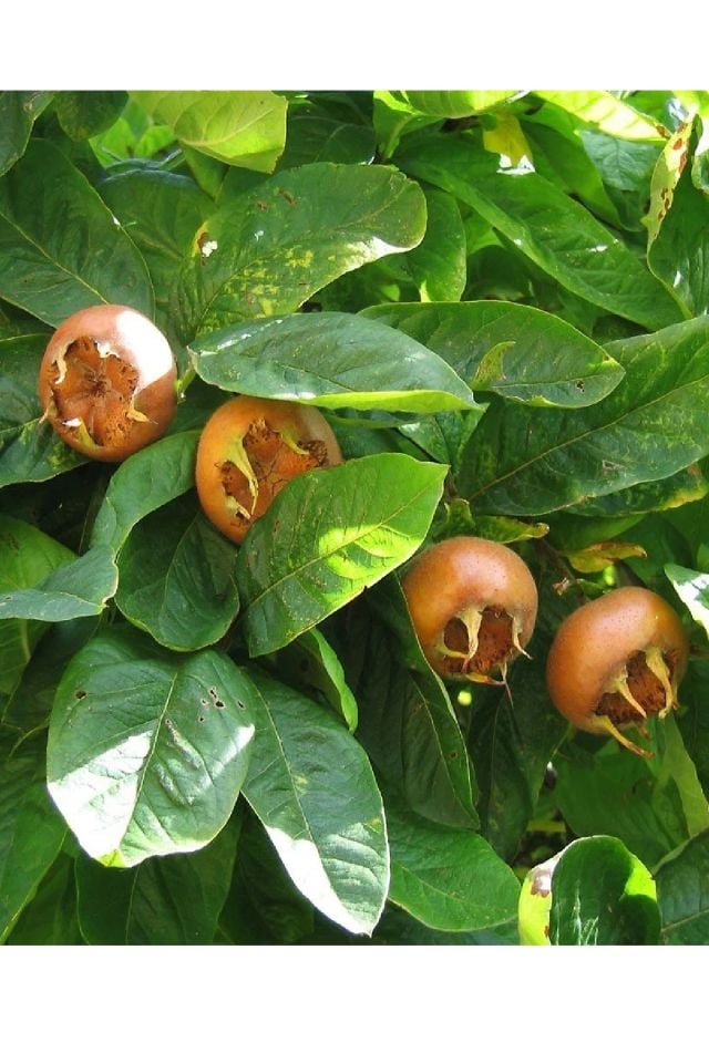 Aşılı Döngel Muşmula Fidanı