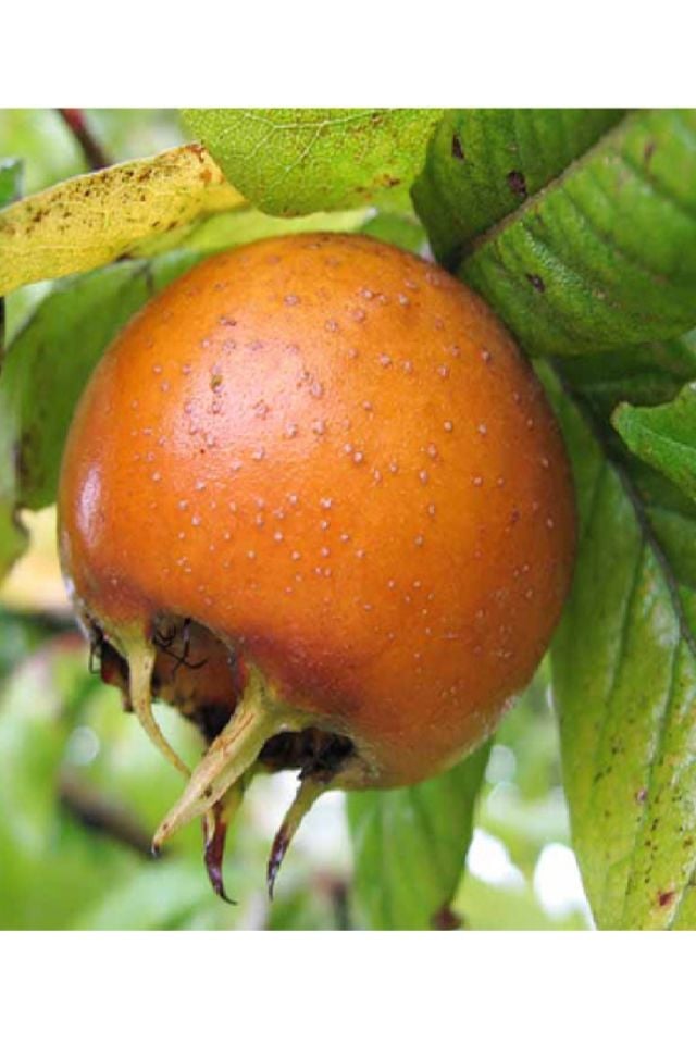 Aşılı Döngel Muşmula Fidanı