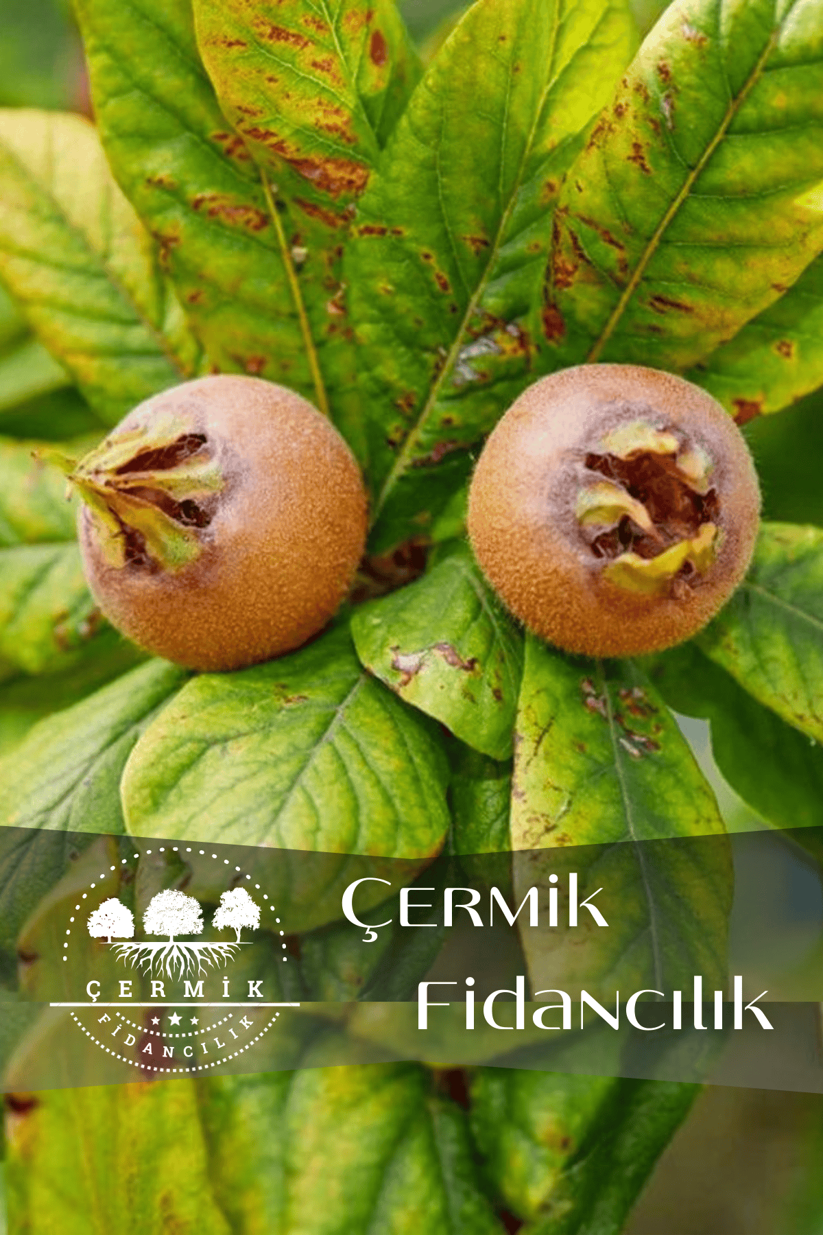 Aşılı Döngel Muşmula Fidanı