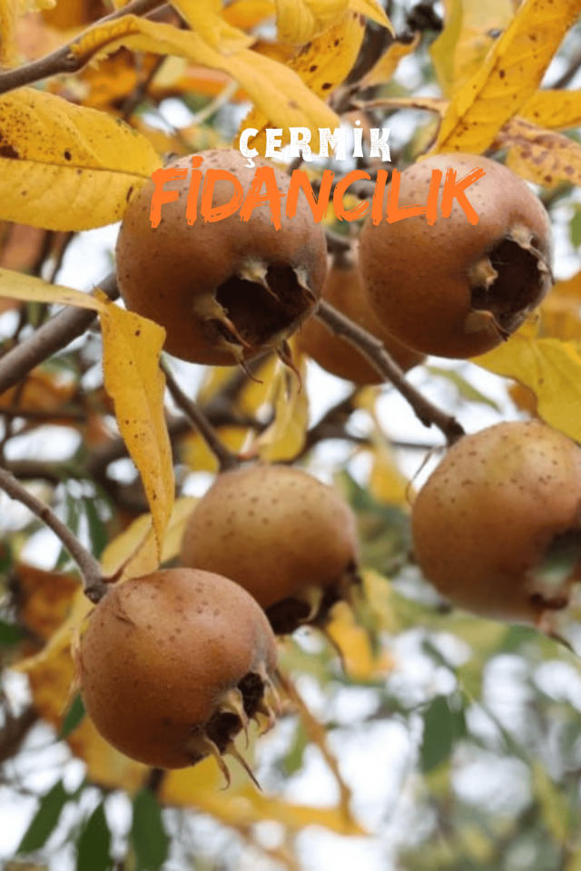 Aşılı Döngel Muşmula Fidanı