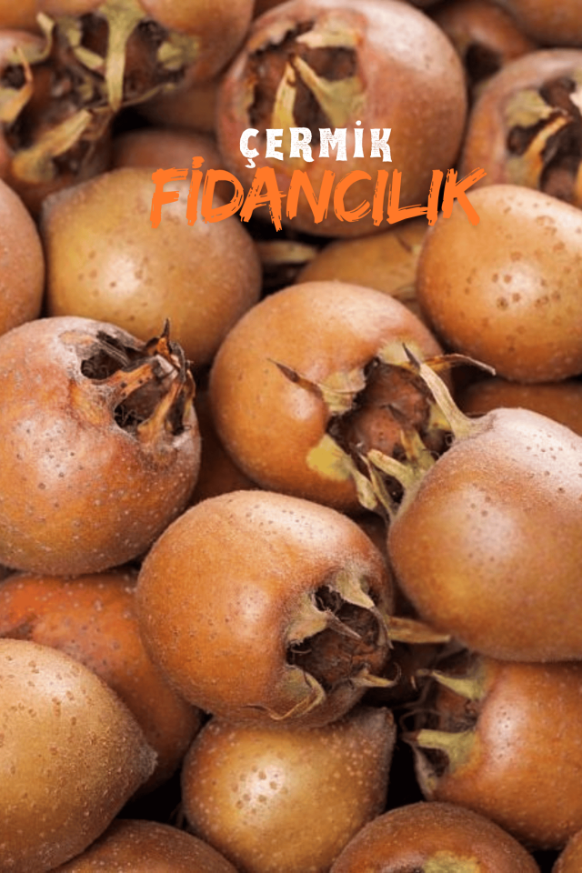 Aşılı Döngel Muşmula Fidanı