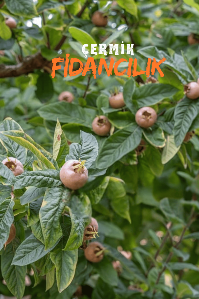 Aşılı Döngel Muşmula Fidanı