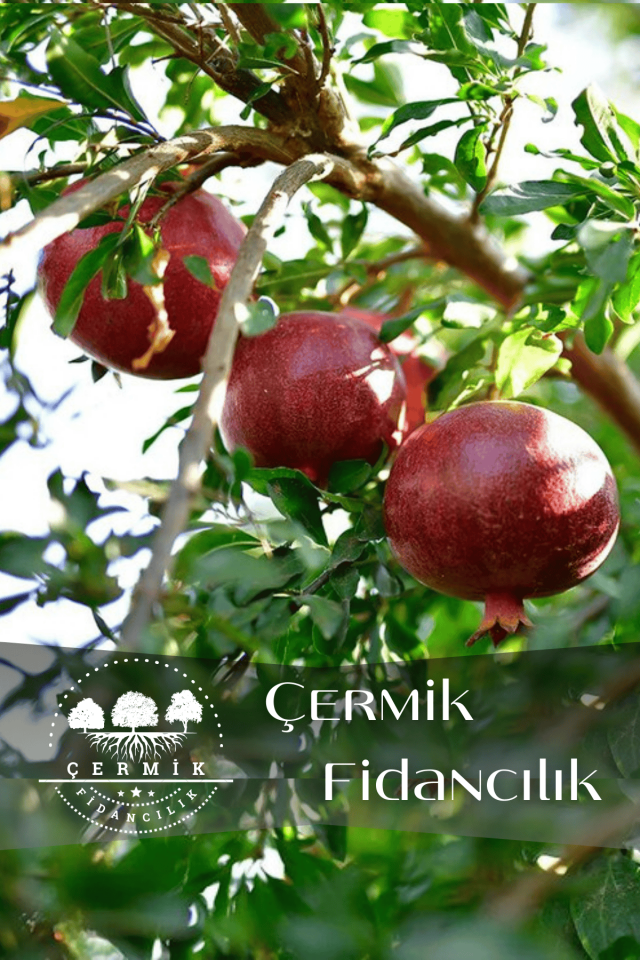 Tüplü Hicaz Nar Fidanı