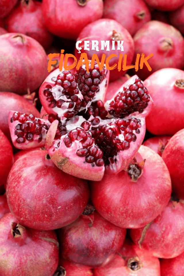 Tüplü Hicaz Nar Fidanı