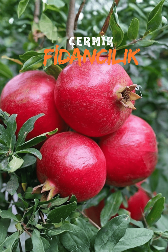 Tüplü Hicaz Nar Fidanı