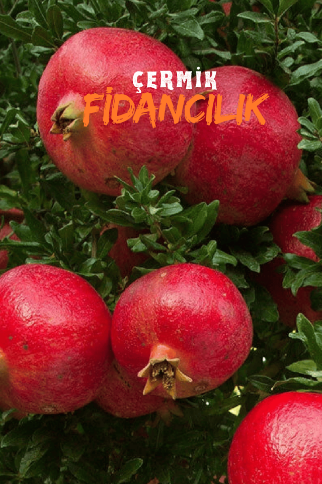 Tüplü Hicaz Nar Fidanı