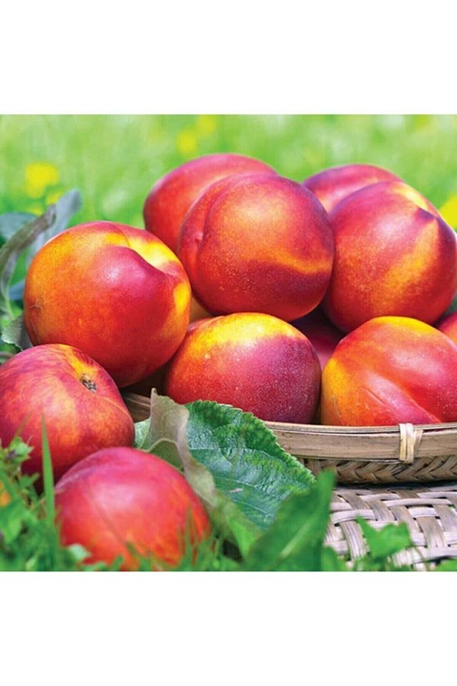 Aşılı Tüysüz Şeftali ( Nektarin ) Fidanı