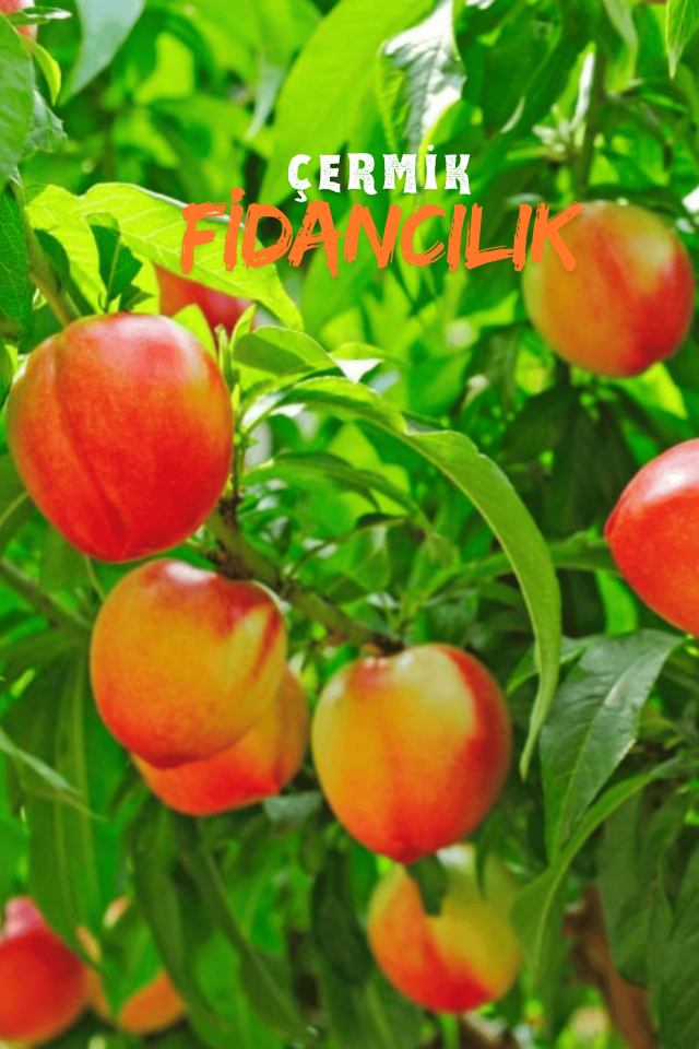 Aşılı Tüysüz Şeftali ( Nektarin ) Fidanı