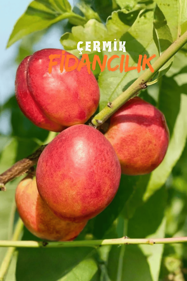 Aşılı Tüysüz Şeftali ( Nektarin ) Fidanı