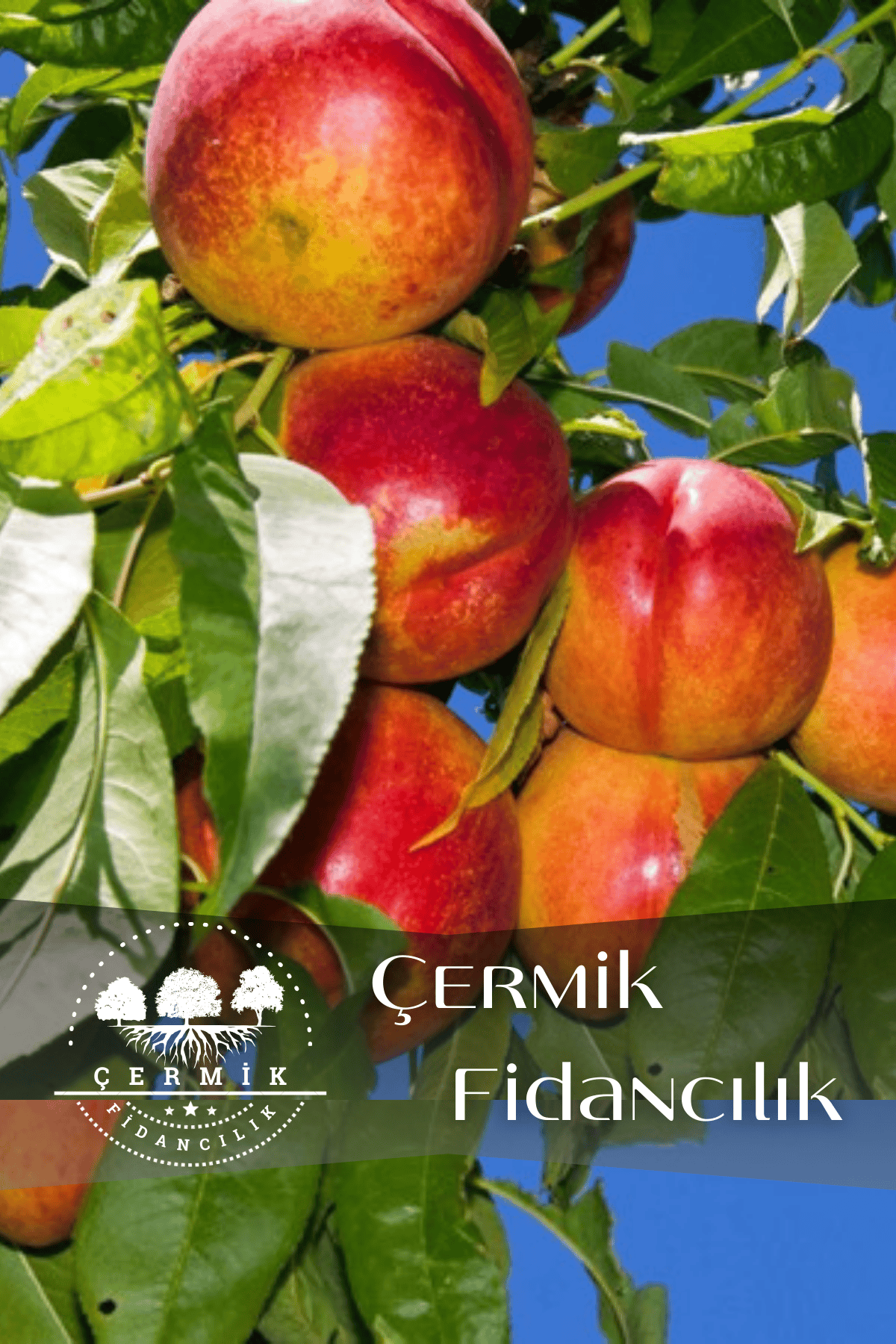 Aşılı Tüysüz Şeftali ( Nektarin ) Fidanı