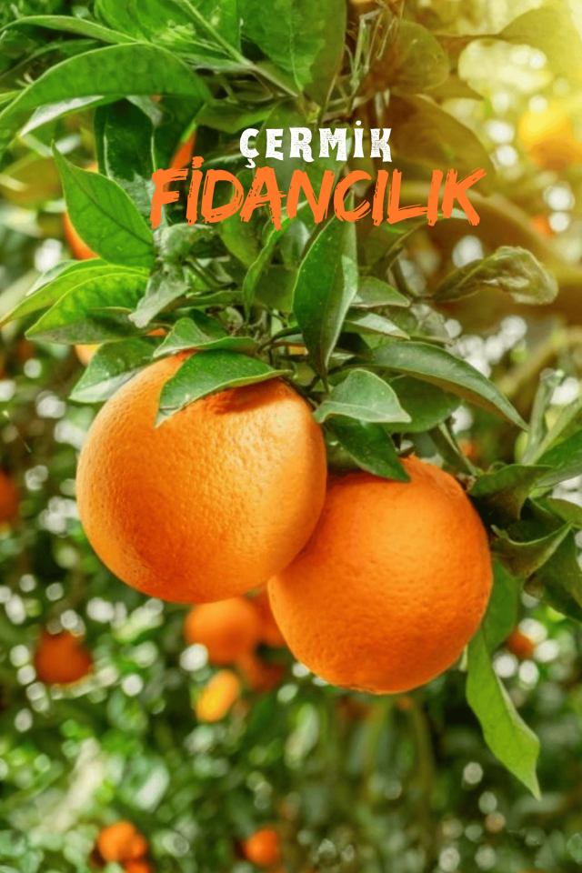 Bodur Washington Portakal Fidanı