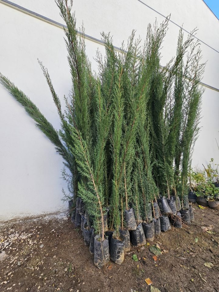 Kara Servi Çam Fidanı 3 Yaş