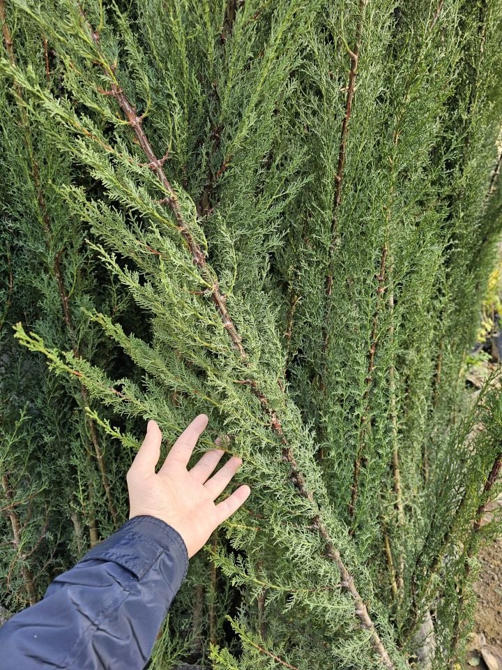 Kara Servi Çam Fidanı 3 Yaş