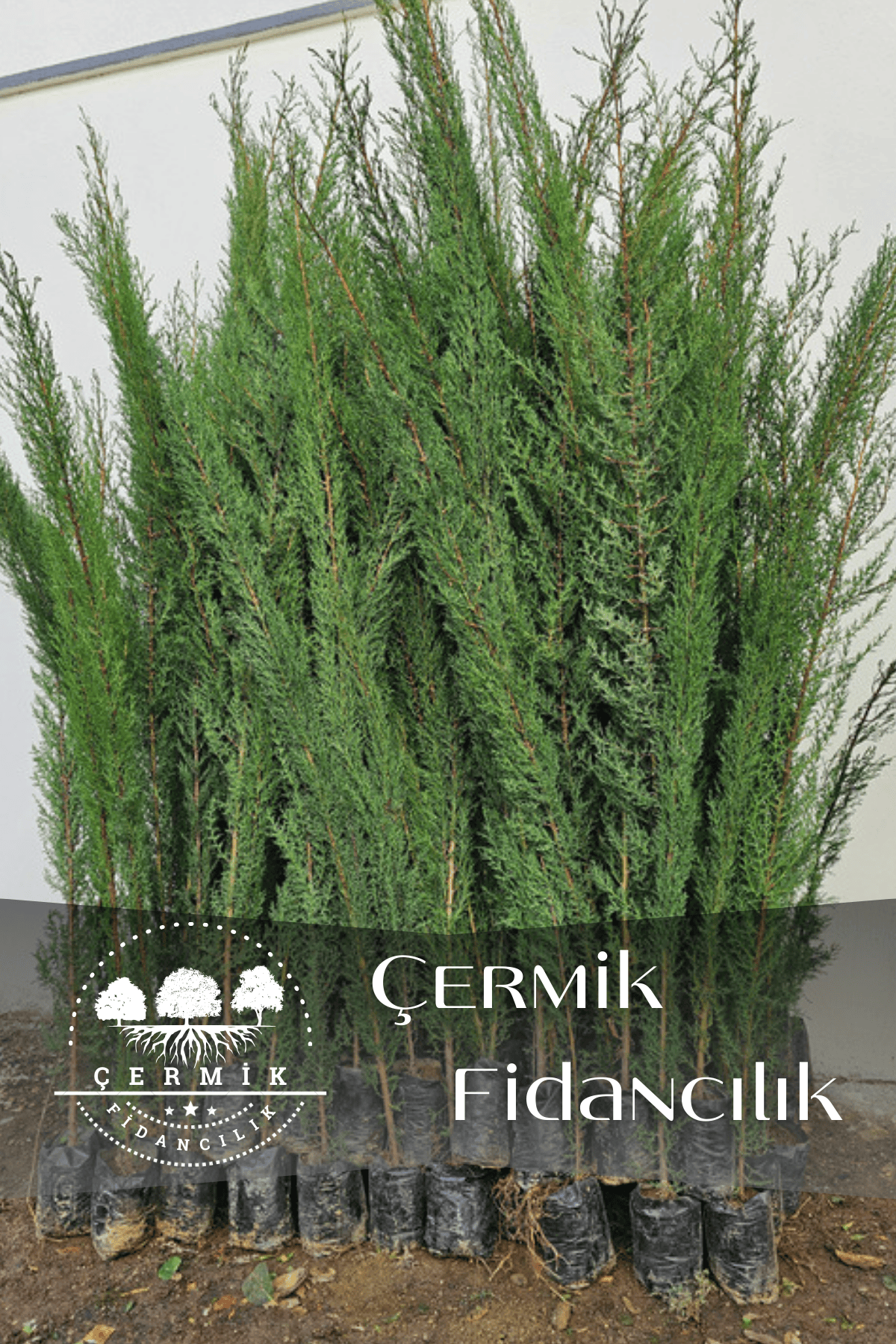 Kara Servi Çam Fidanı 3 Yaş