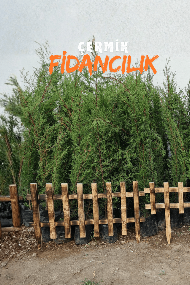 Kara Servi Çam Fidanı 3 Yaş