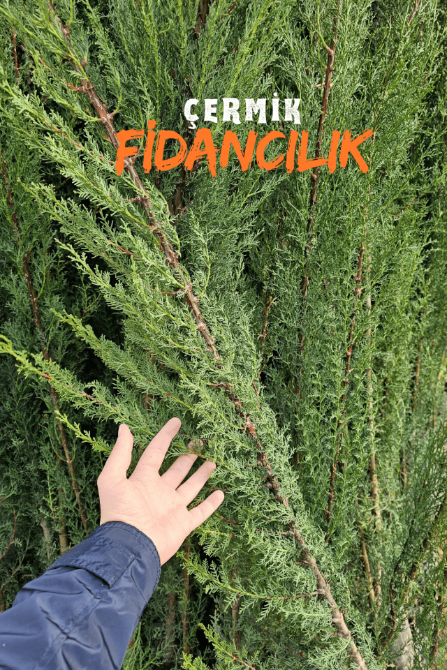 Kara Servi Çam Fidanı 3 Yaş