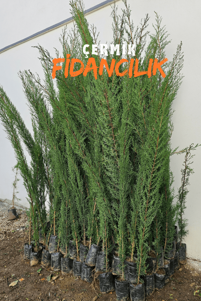 Kara Servi Çam Fidanı 3 Yaş