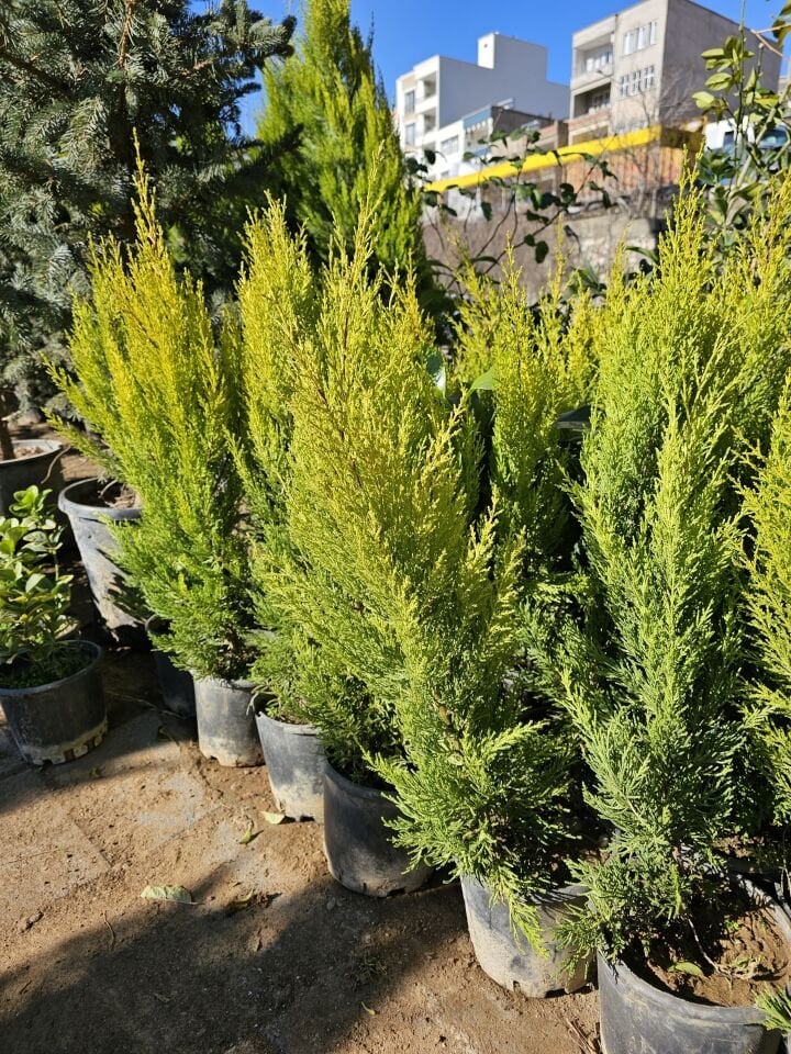 Limon Servi Çam Fidanı ( Limon Kokulu ) 1 Metre Boy