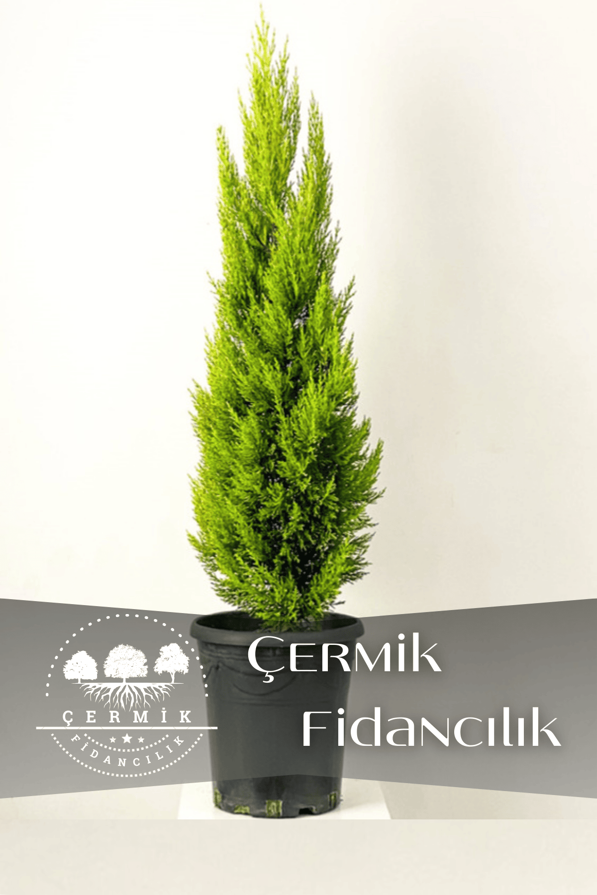 Limon Servi Çam Fidanı ( Limon Kokulu ) 1 Metre Boy