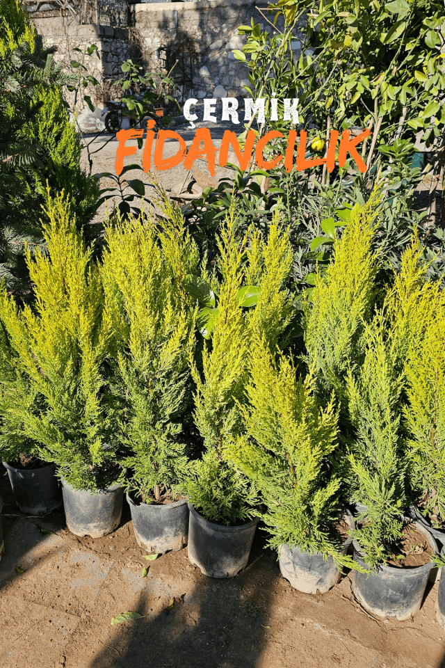 Limon Servi Çam Fidanı ( Limon Kokulu ) 1 Metre Boy