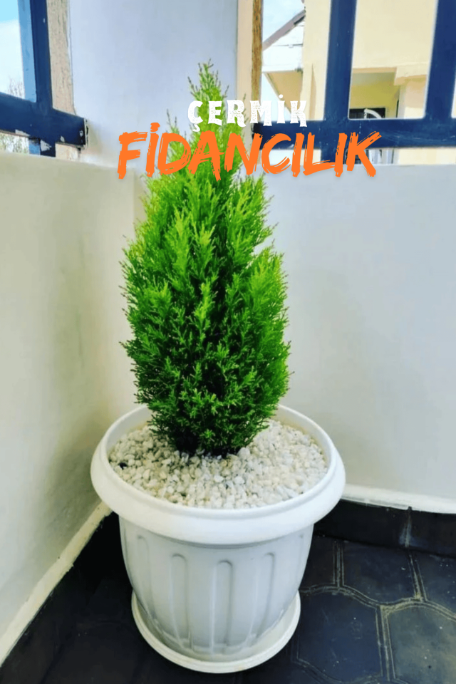 Limon Servi Çam Fidanı ( Limon Kokulu ) 1 Metre Boy