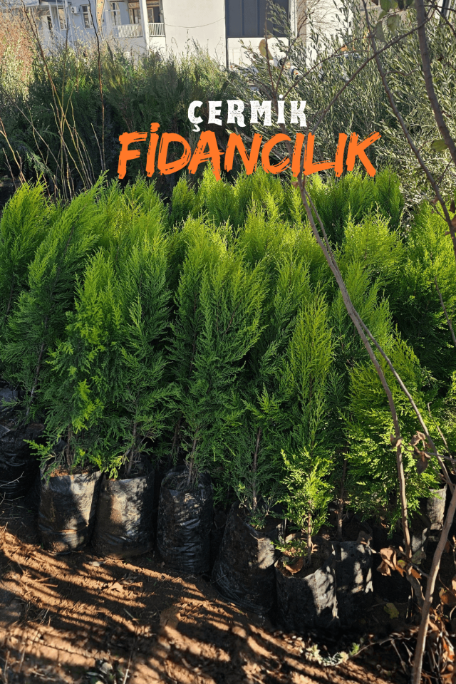 Limon Servi Çam Fidanı ( Limon Kokulu ) 1 Metre Boy