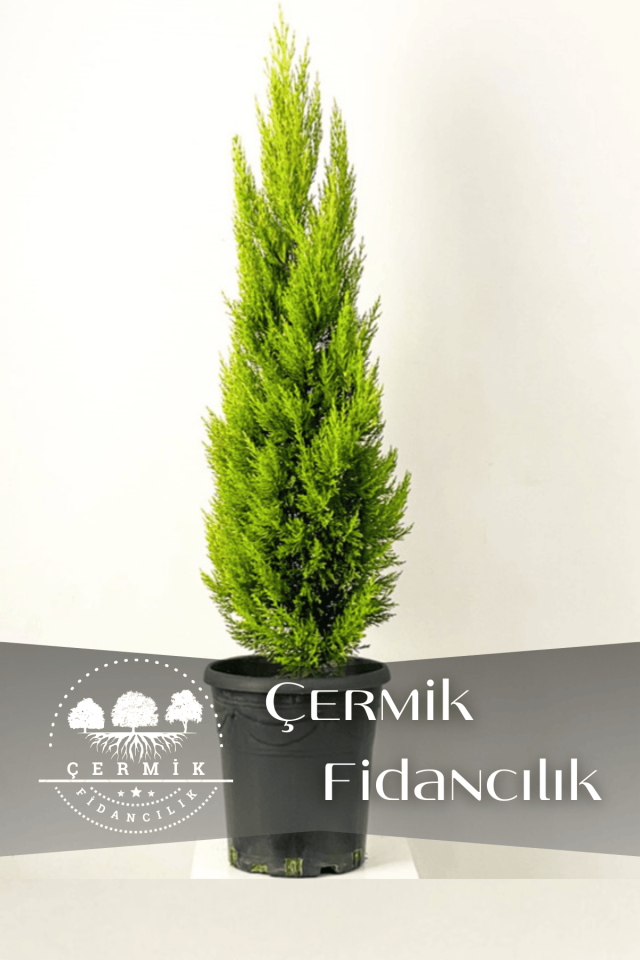 Limon Servi Çam Fidanı ( Limon Kokulu ) 1 Metre Boy