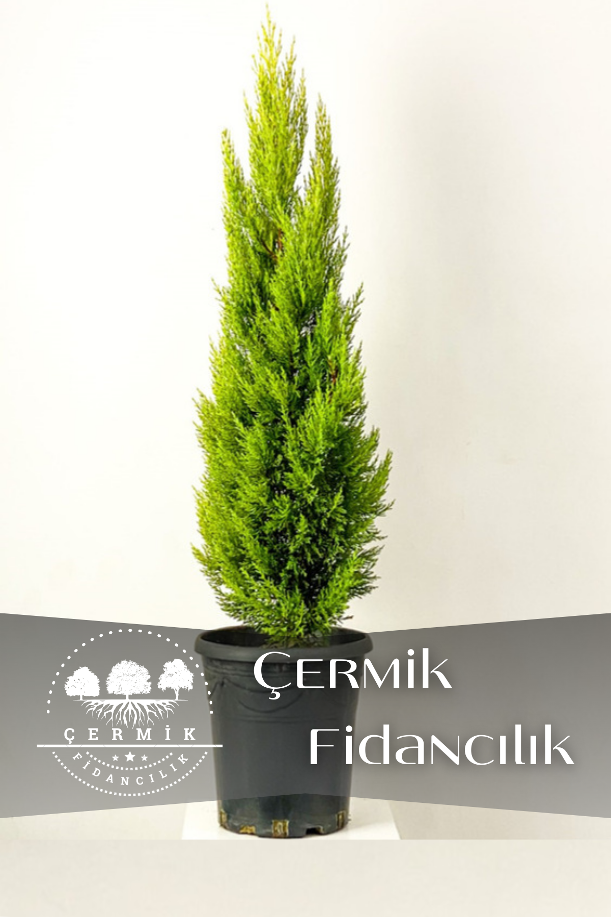 Limon Servi Çam Fidanı ( Limon Kokulu ) 1 Metre Boy