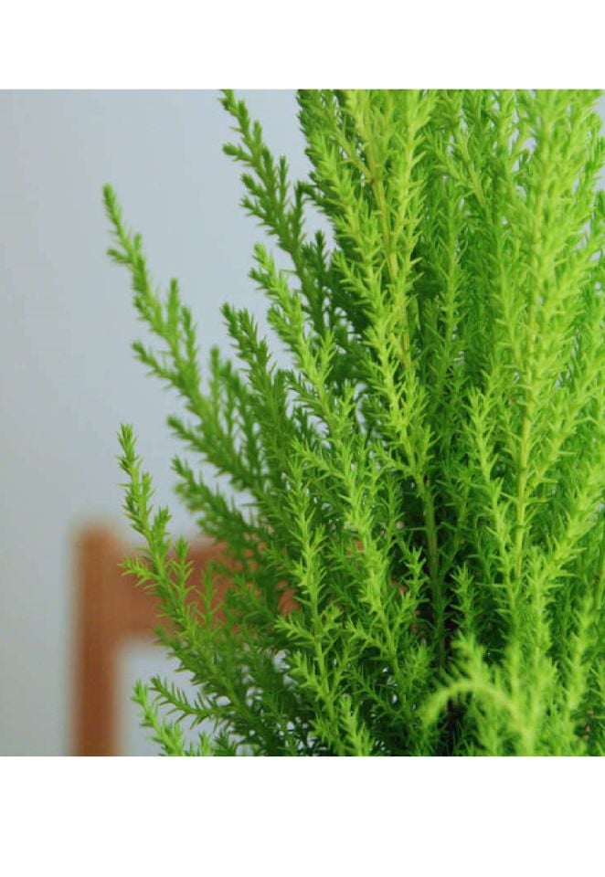 Limon Servi Çam Fidanı ( Limon Kokulu ) 1 Metre Boy