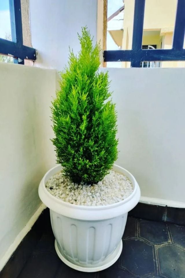 Limon Servi Çam Fidanı ( Limon Kokulu ) 1 Metre Boy