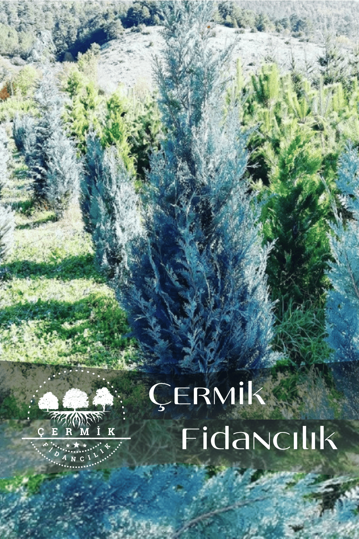 Mavi Servi Çam Fidanı