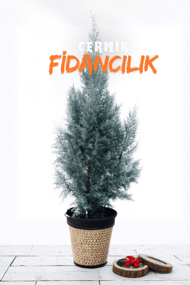 Mavi Servi Çam Fidanı