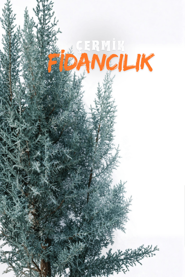 Mavi Servi Çam Fidanı