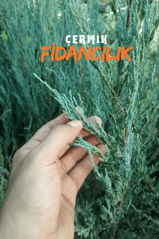 Mavi Servi Çam Fidanı