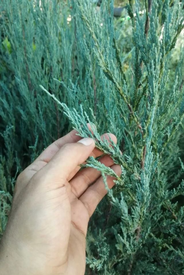 Mavi Servi Çam Fidanı