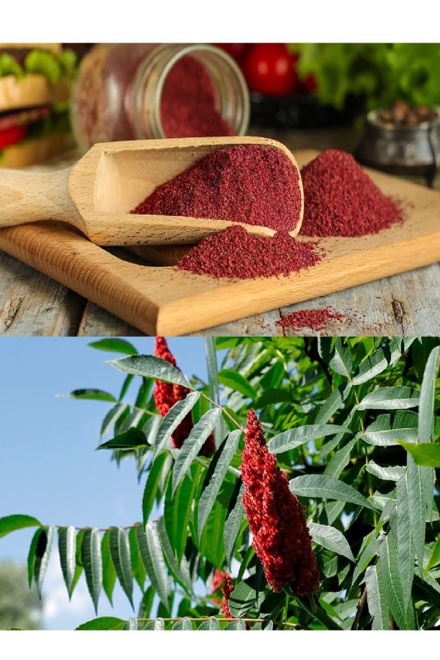 Baharatlık Sumak Fidanı 3 Yaş