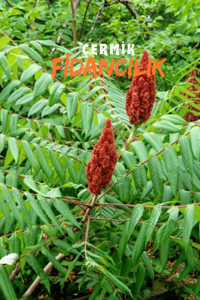 Baharatlık Sumak Fidanı 3 Yaş
