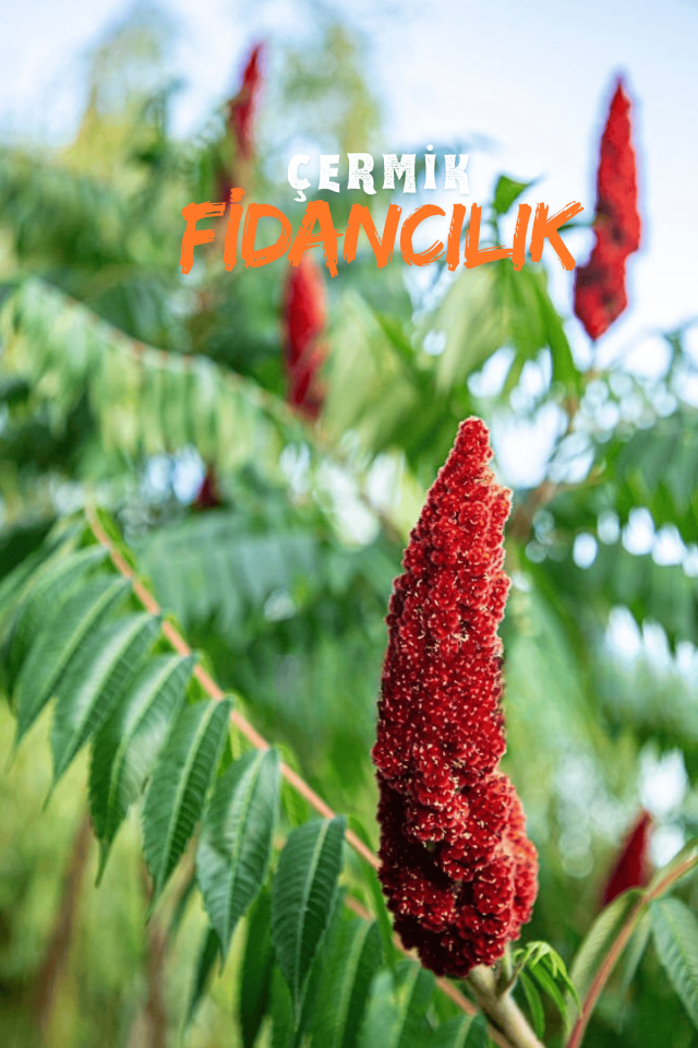 Baharatlık Sumak Fidanı 3 Yaş