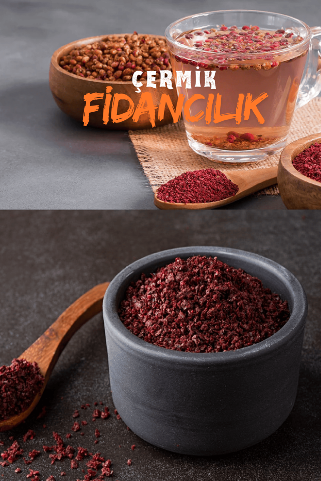 Baharatlık Sumak Fidanı 3 Yaş