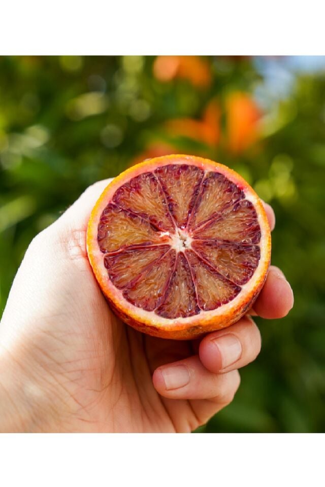 Tüplü Kan Portakalı Fidanı 3 Yaş