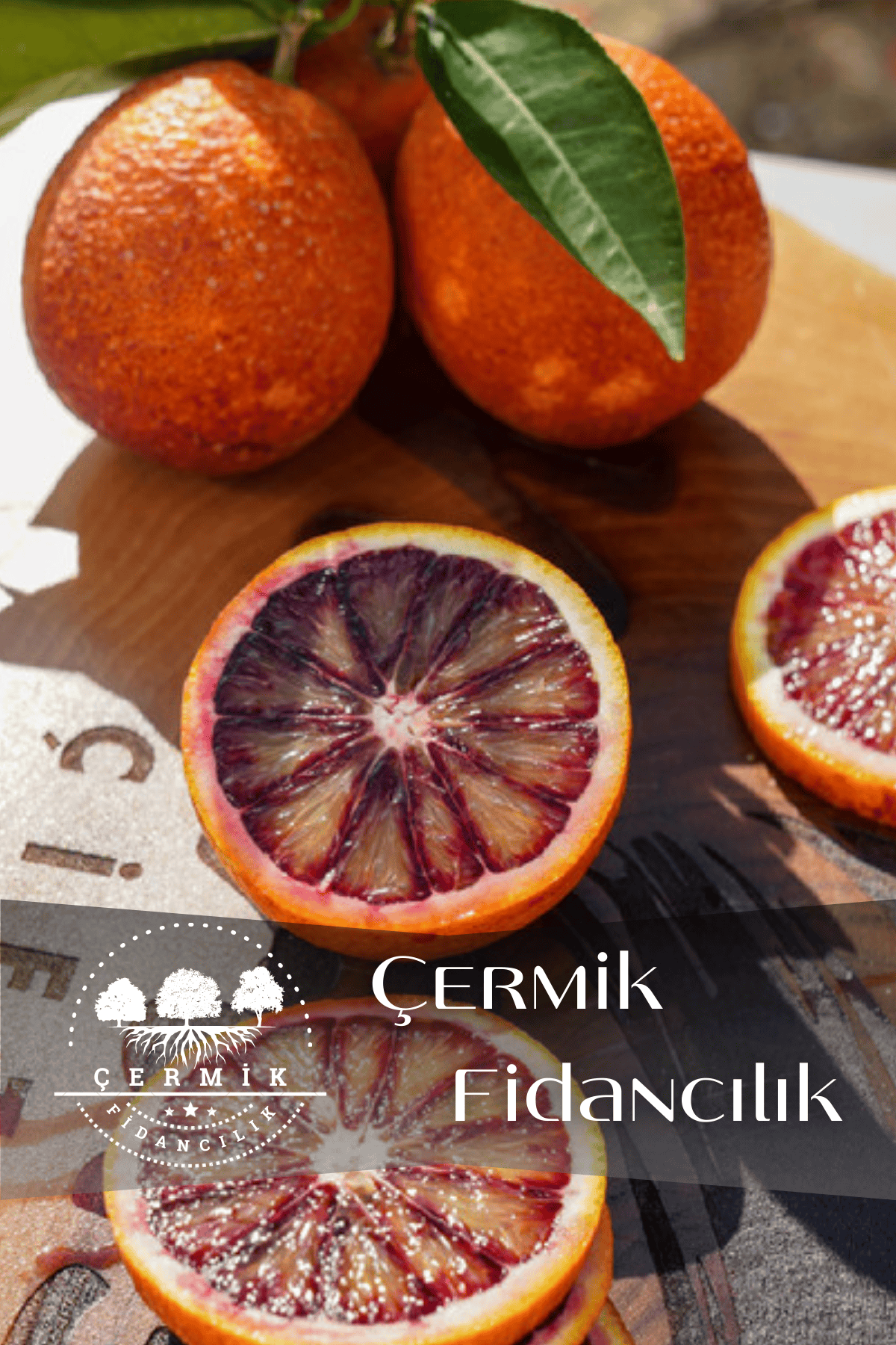 Tüplü Kan Portakalı Fidanı 3 Yaş