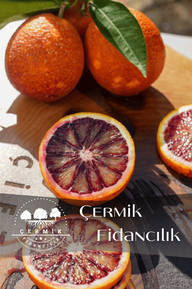 Tüplü Kan Portakalı Fidanı 3 Yaş