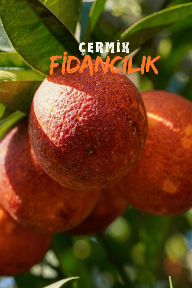Tüplü Kan Portakalı Fidanı 3 Yaş
