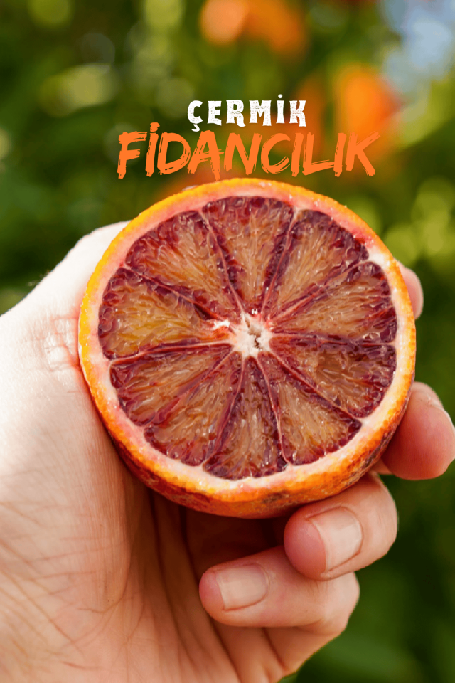 Tüplü Kan Portakalı Fidanı 3 Yaş