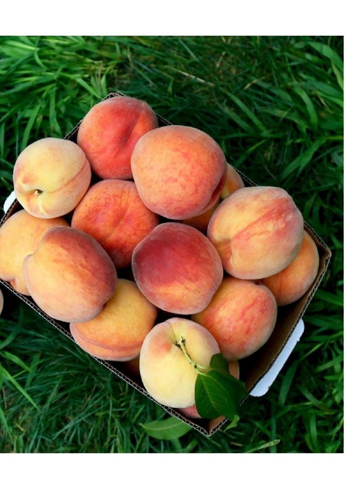 Aşılı Şeftali Fidanı 3 Yaş