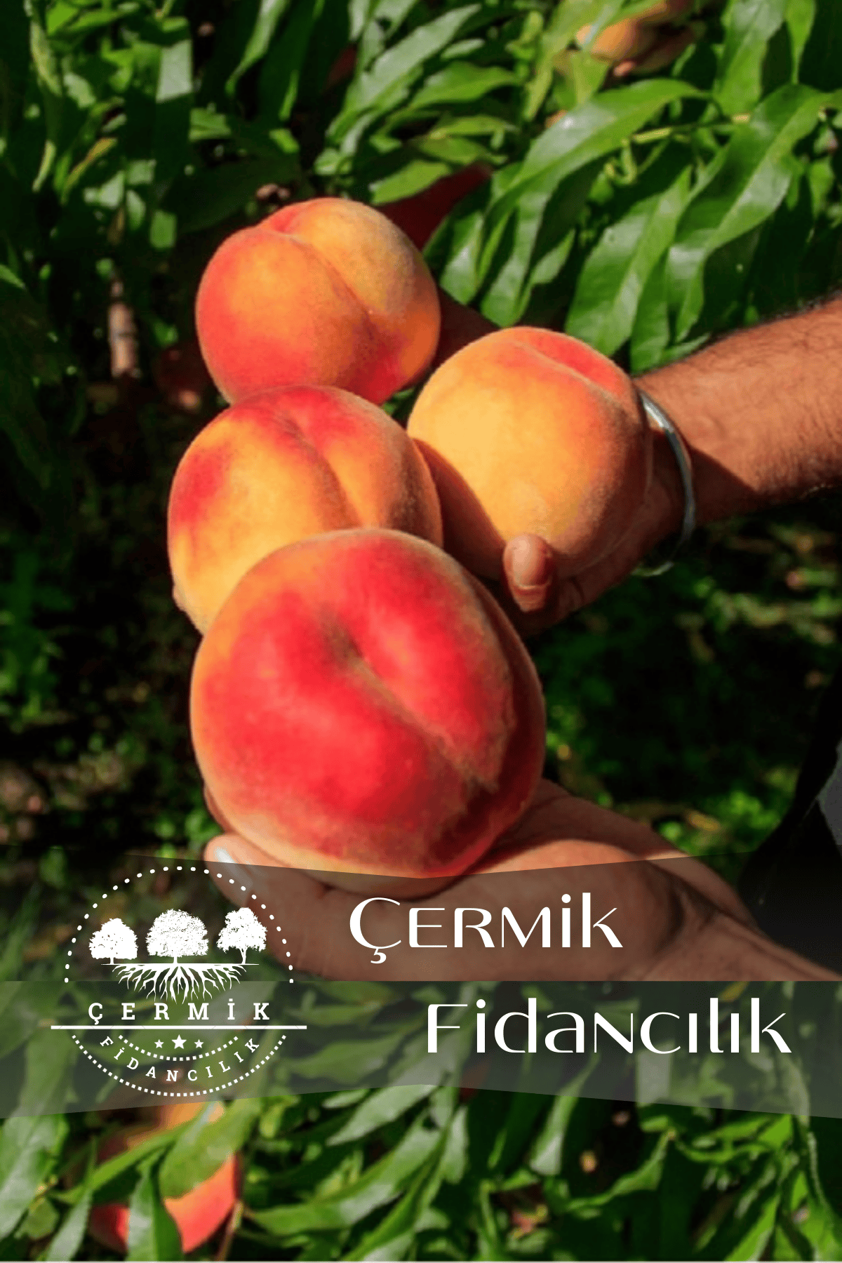 Aşılı Şeftali Fidanı 3 Yaş