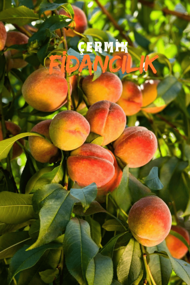 Aşılı Şeftali Fidanı 3 Yaş