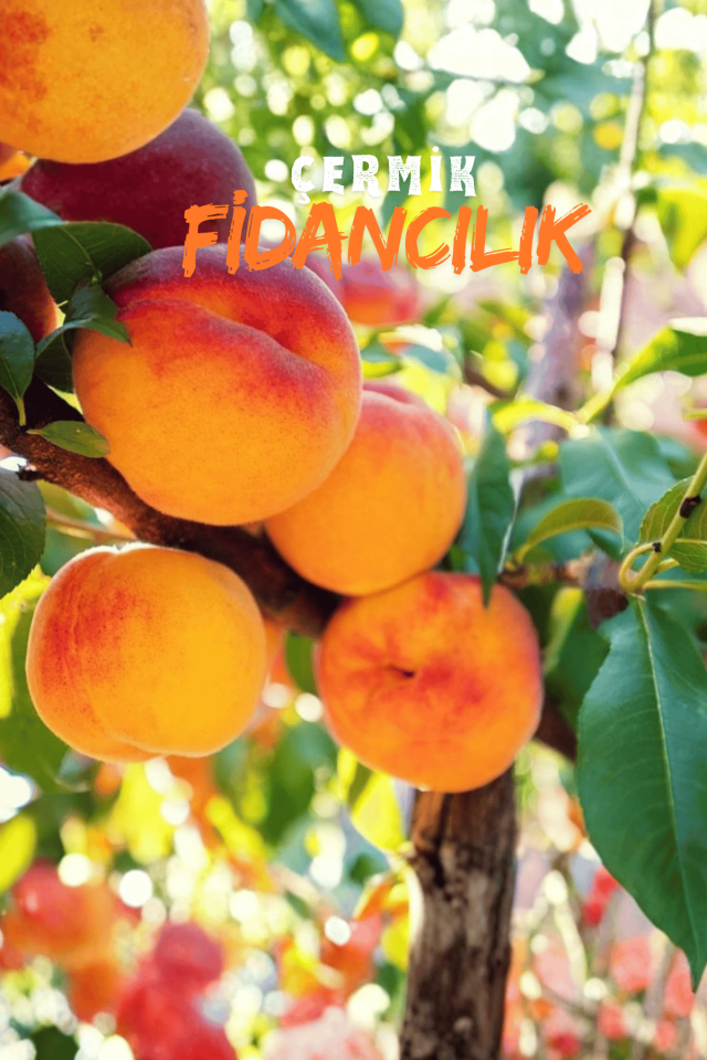 Aşılı Şeftali Fidanı 3 Yaş